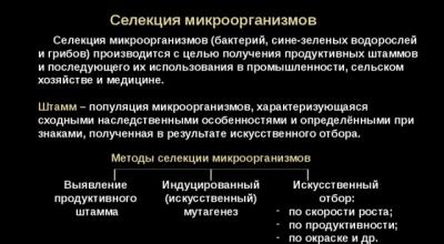 Селекция микроорганизмов